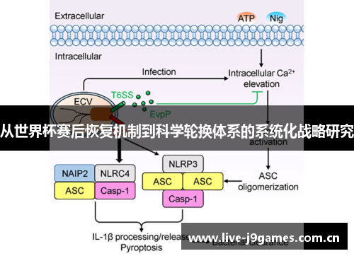从世界杯赛后恢复机制到科学轮换体系的系统化战略研究 从世界杯赛后恢复机制到科学轮换体系的系统化战略研究